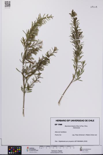 Baccharis linearis [Espécimen: UCH:EIF:0017895]