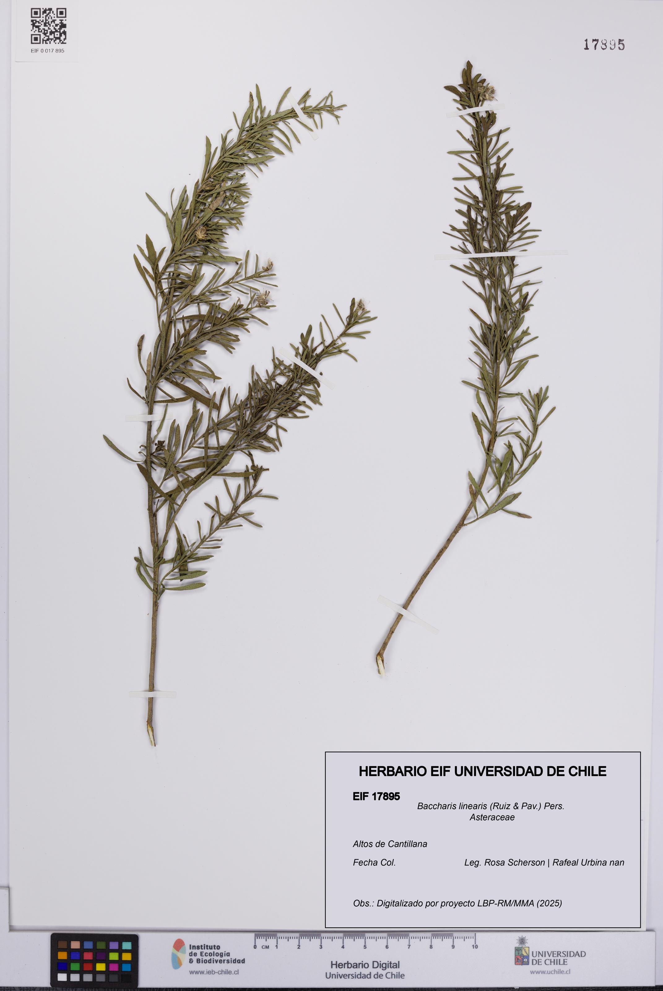 Baccharis linearis [Espécimen: UCH:EIF:0017895]