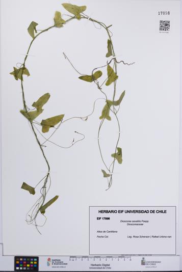 Dioscorea saxatilis [Espécimen: UCH:EIF:0017896]