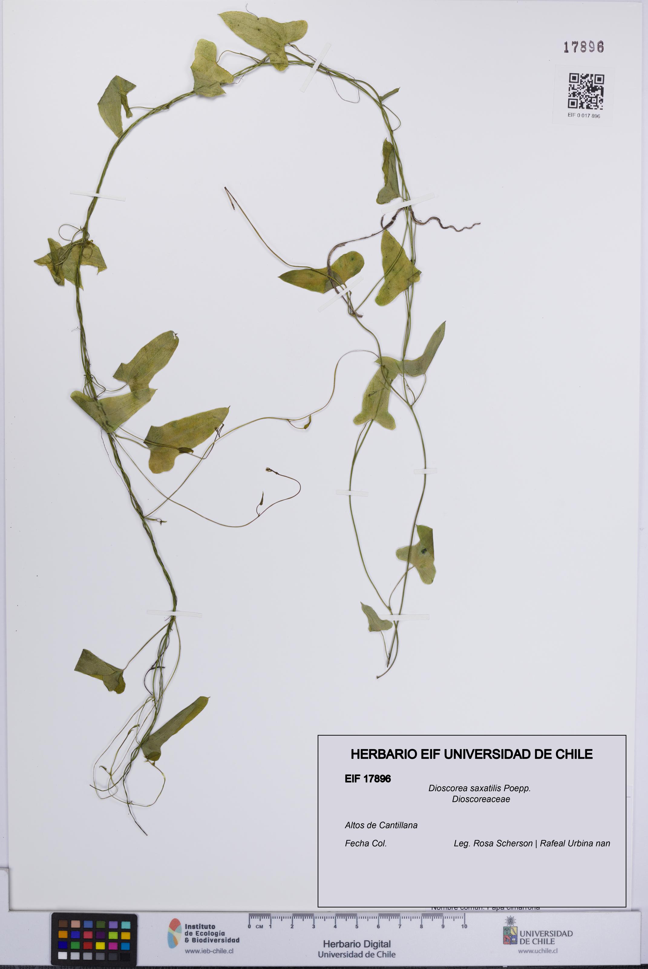 Dioscorea saxatilis [Espécimen: UCH:EIF:0017896]