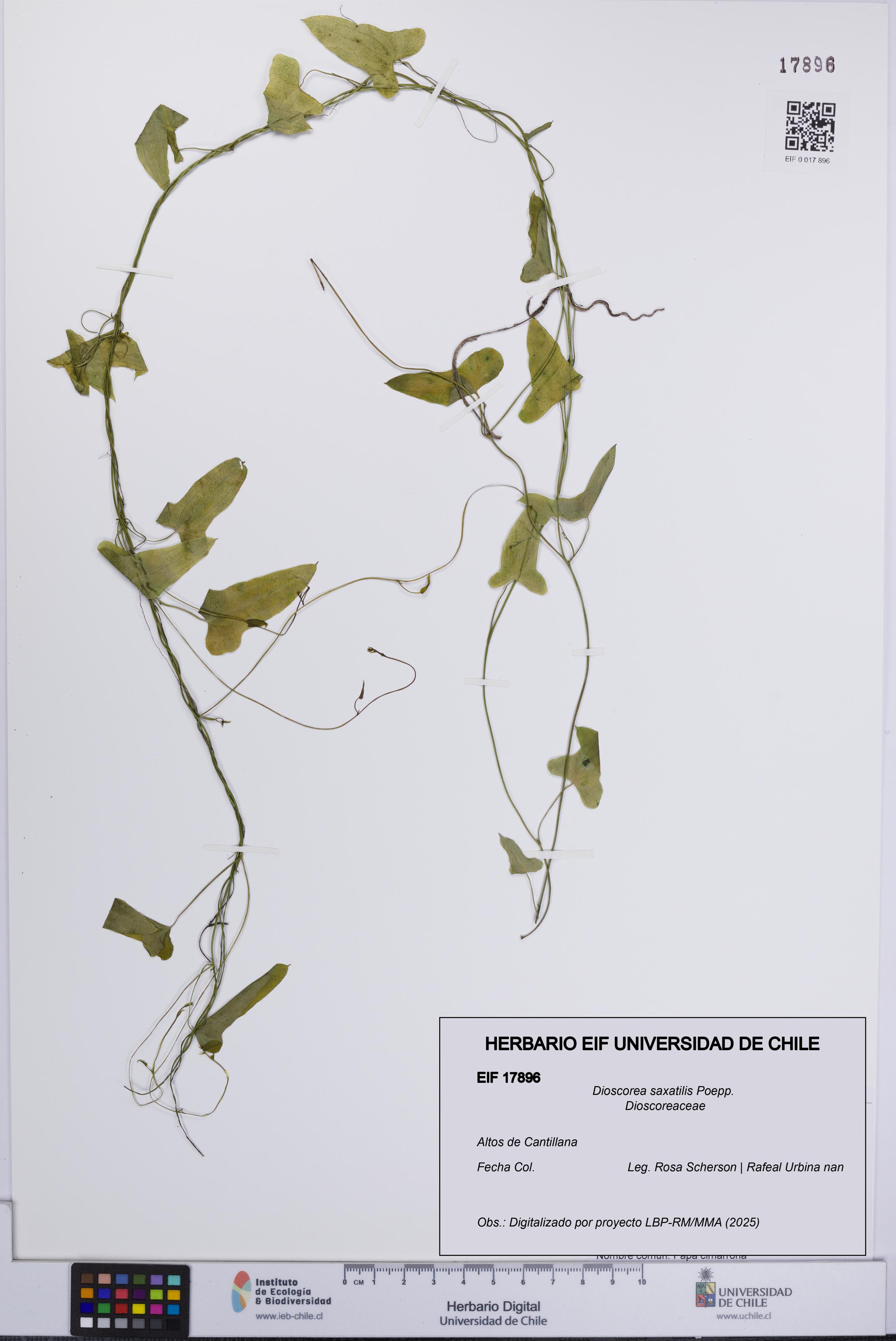 Dioscorea saxatilis [Espécimen: UCH:EIF:0017896]