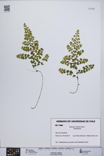 Adiantum chilense [Espécimen: UCH:EIF:0017898]
