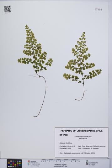 Adiantum excisum [Espécimen: ]