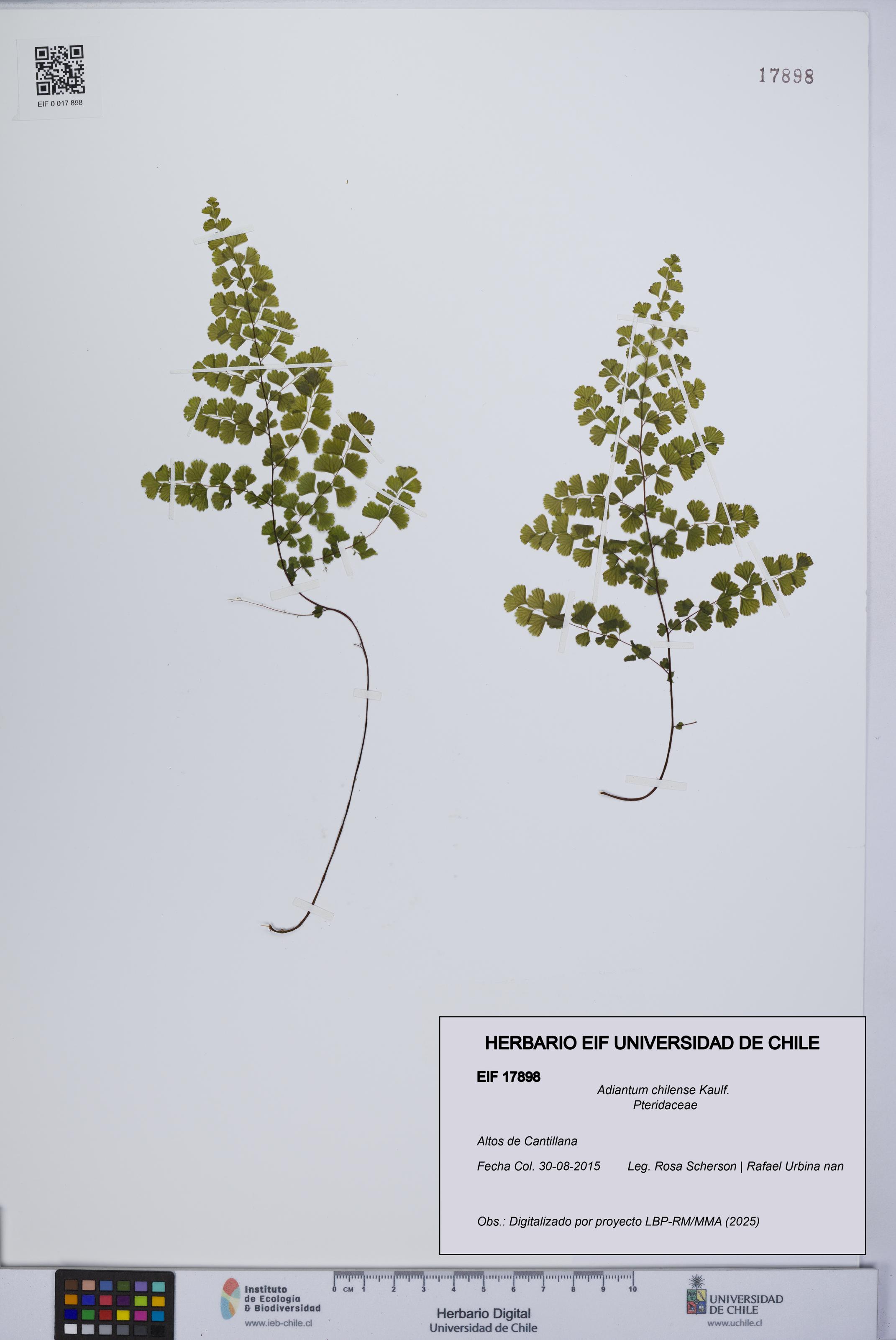 Adiantum chilense [Espécimen: UCH:EIF:0017898]