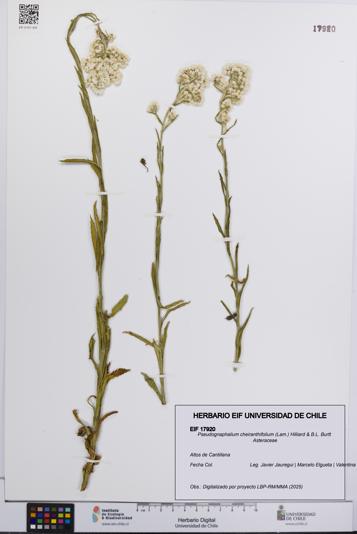 Pseudognaphalium cheiranthifolium [Espécimen: UCH:EIF:0017920]