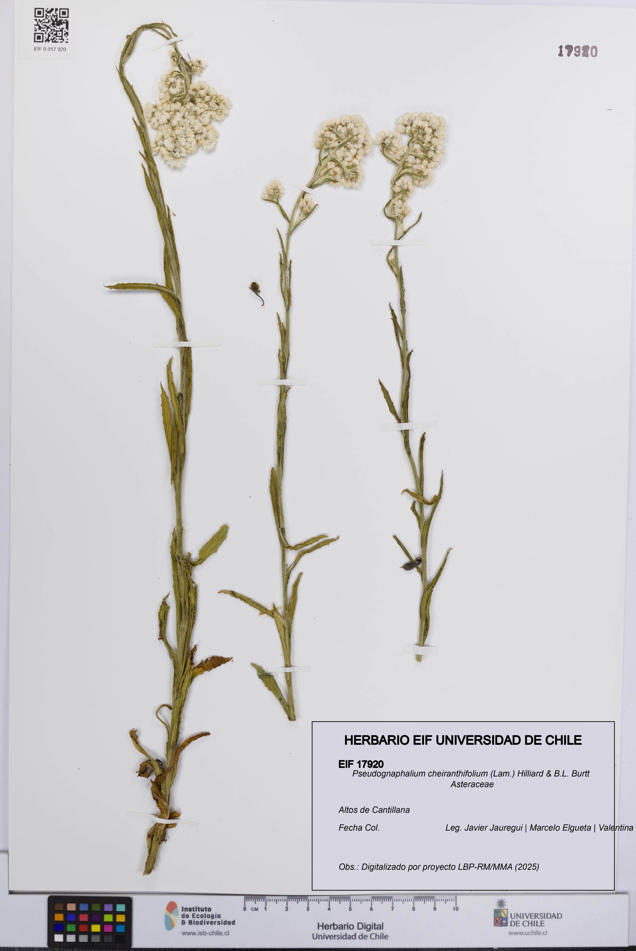 Pseudognaphalium cheiranthifolium [Espécimen: UCH:EIF:0017920]