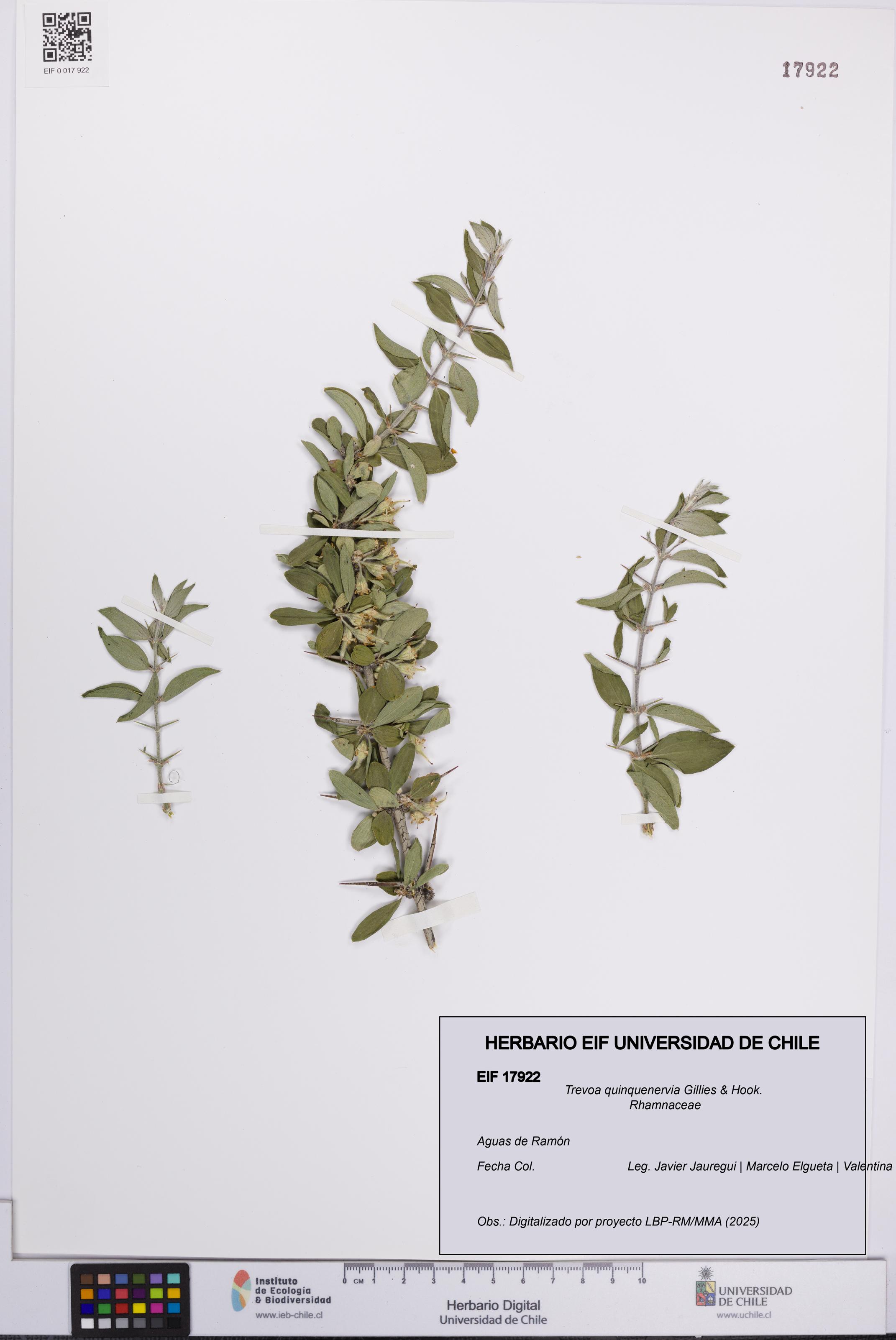 Trevoa quinquenervia [Espécimen: UCH:EIF:0017922]