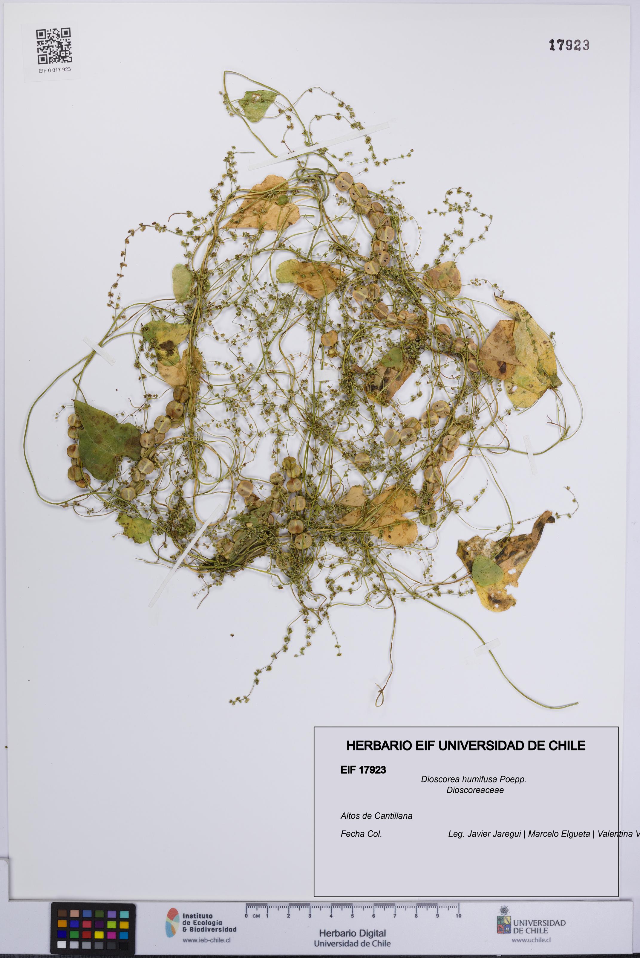 Dioscorea humifusa [Espécimen: UCH:EIF:0017923]