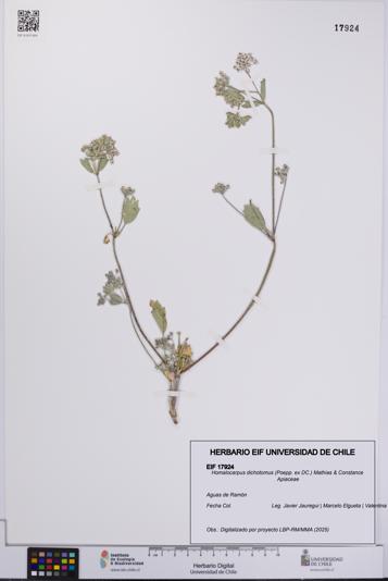 Homalocarpus dichotomus [Espécimen: UCH:EIF:0017924]