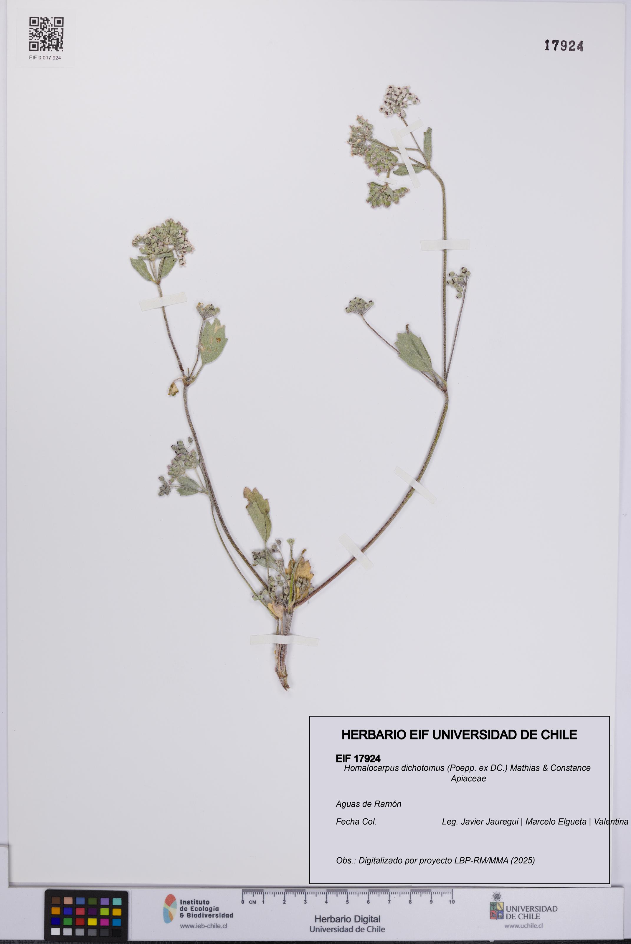 Homalocarpus dichotomus [Espécimen: UCH:EIF:0017924]