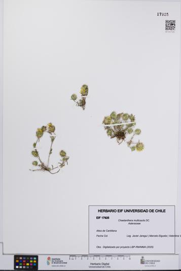 Chaetanthera multicaulis [Espécimen: UCH:EIF:0017925]