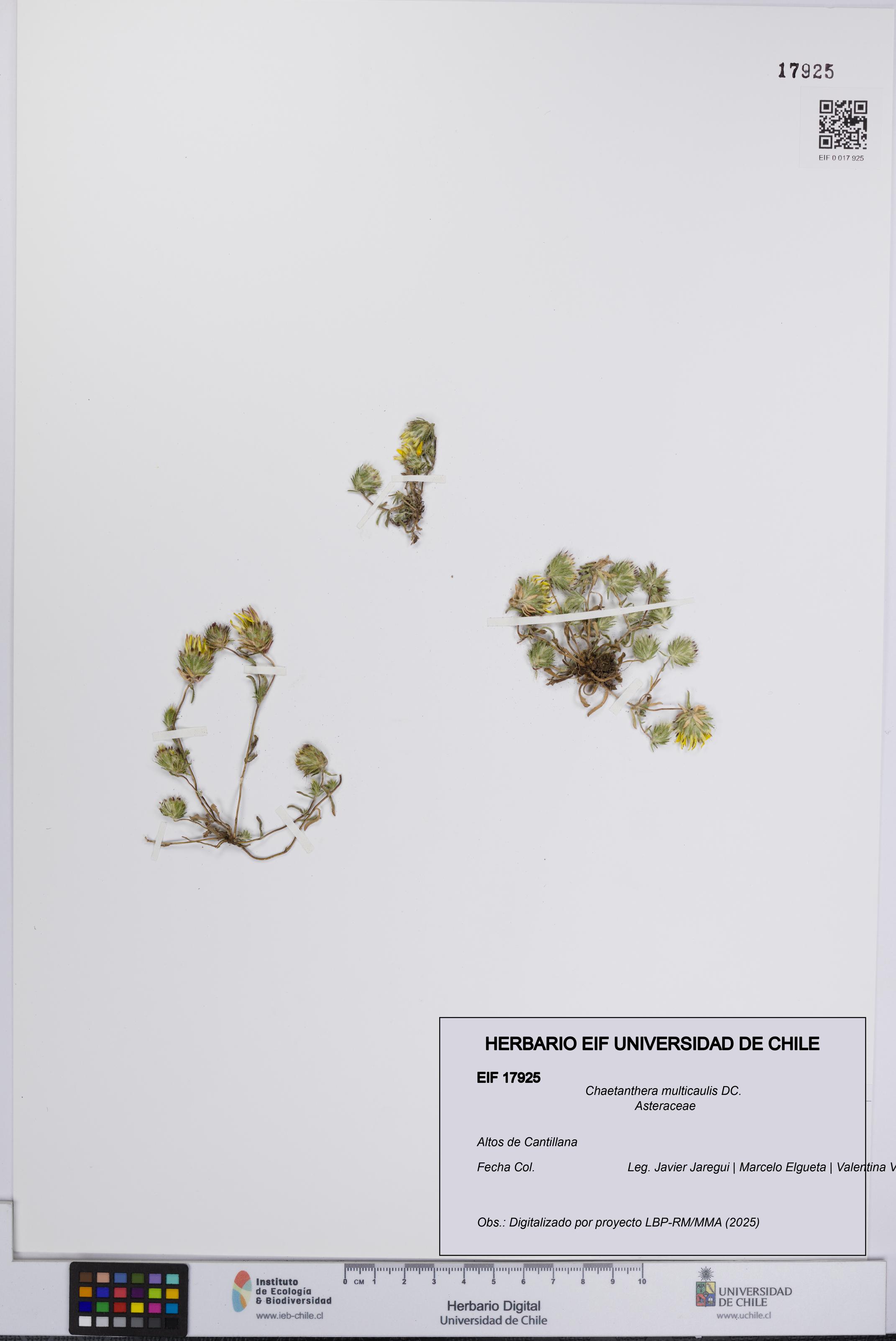 Chaetanthera multicaulis [Espécimen: UCH:EIF:0017925]