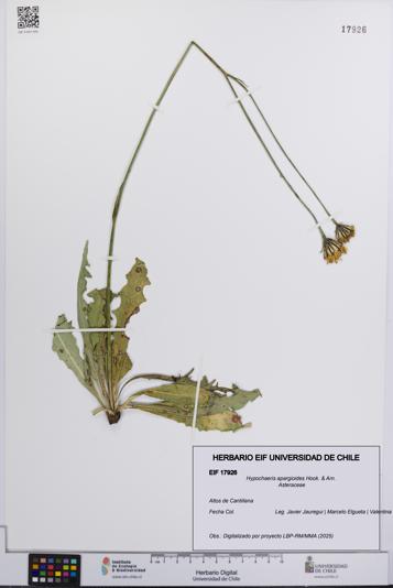 Hypochaeris apargioides [Espécimen: UCH:EIF:0017926]