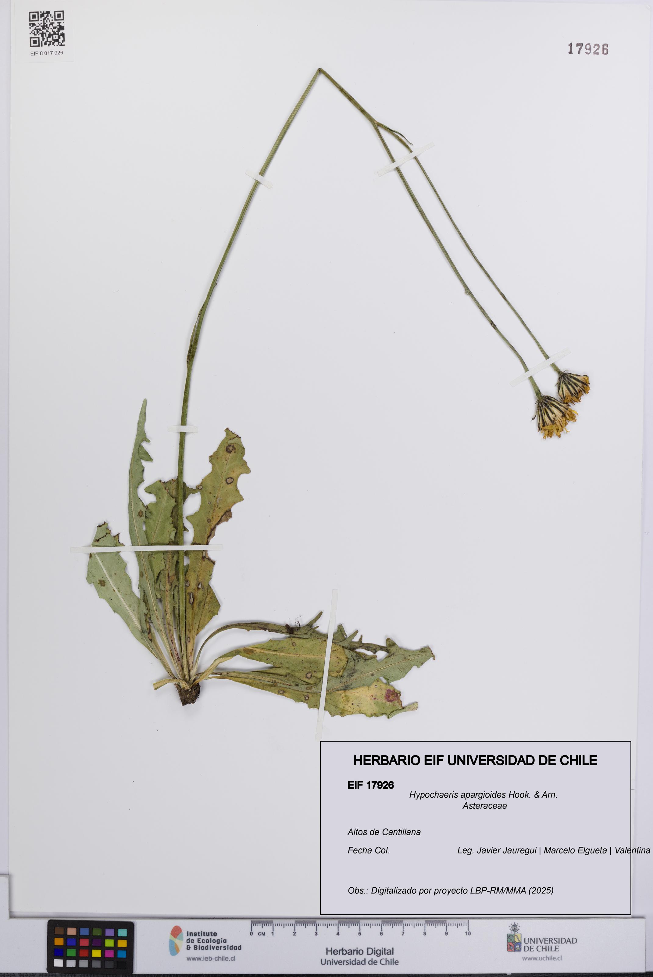 Hypochaeris apargioides [Espécimen: UCH:EIF:0017926]