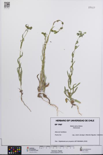 Madia sativa [Espécimen: UCH:EIF:0017927]