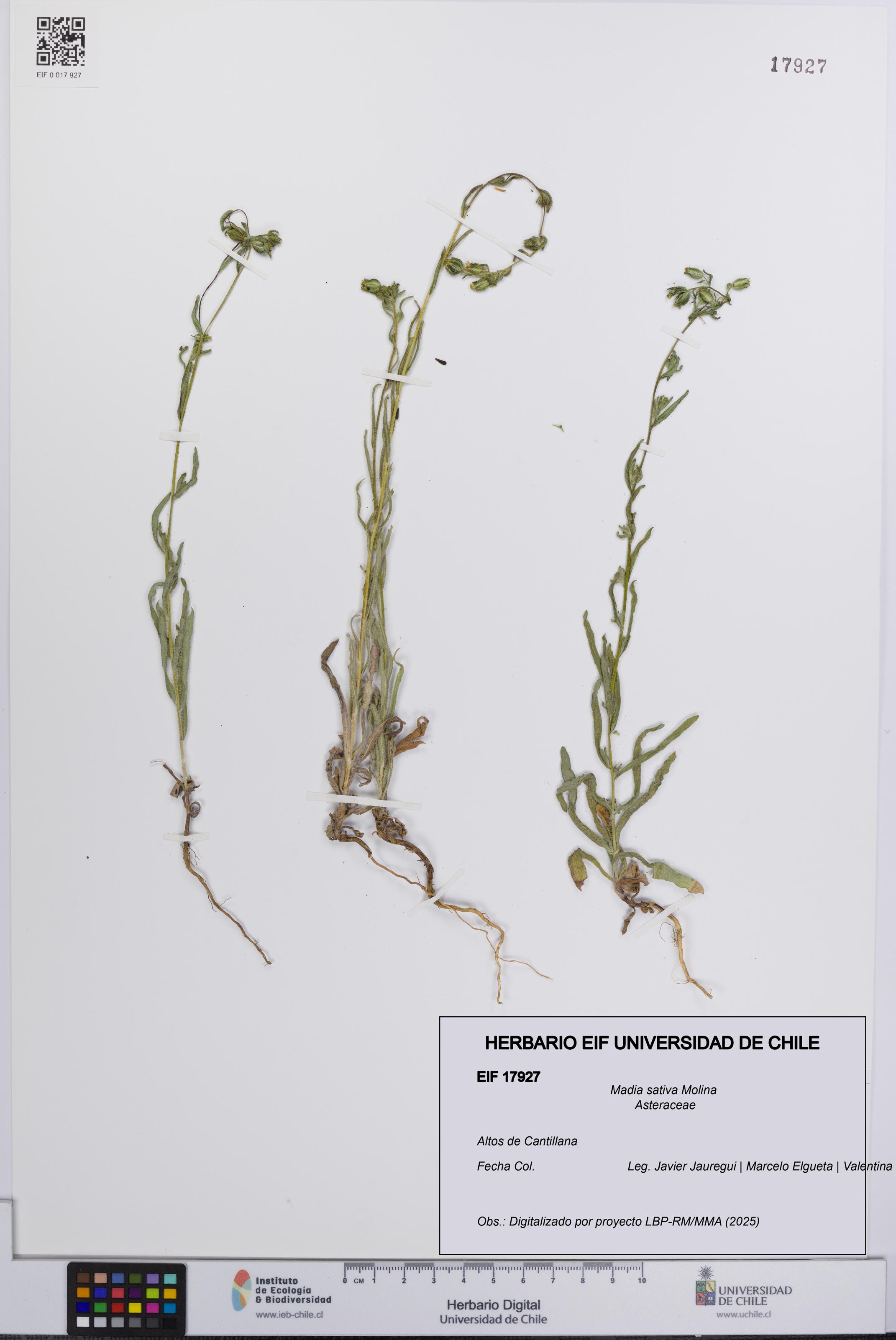 Madia sativa [Espécimen: UCH:EIF:0017927]