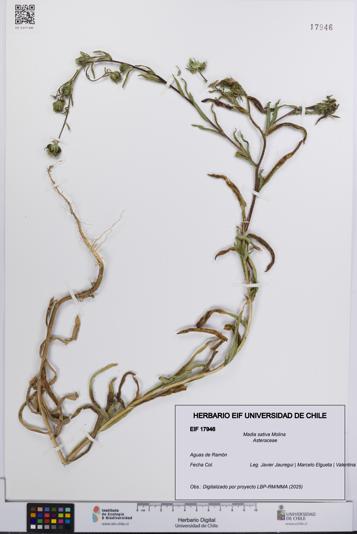 Madia sativa [Espécimen: UCH:EIF:0017946]