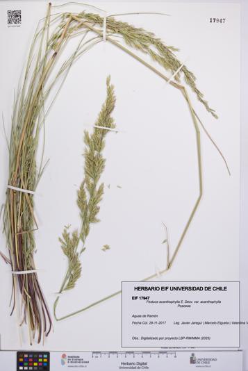 Festuca acanthophylla [Espécimen: UCH:EIF:0017947]