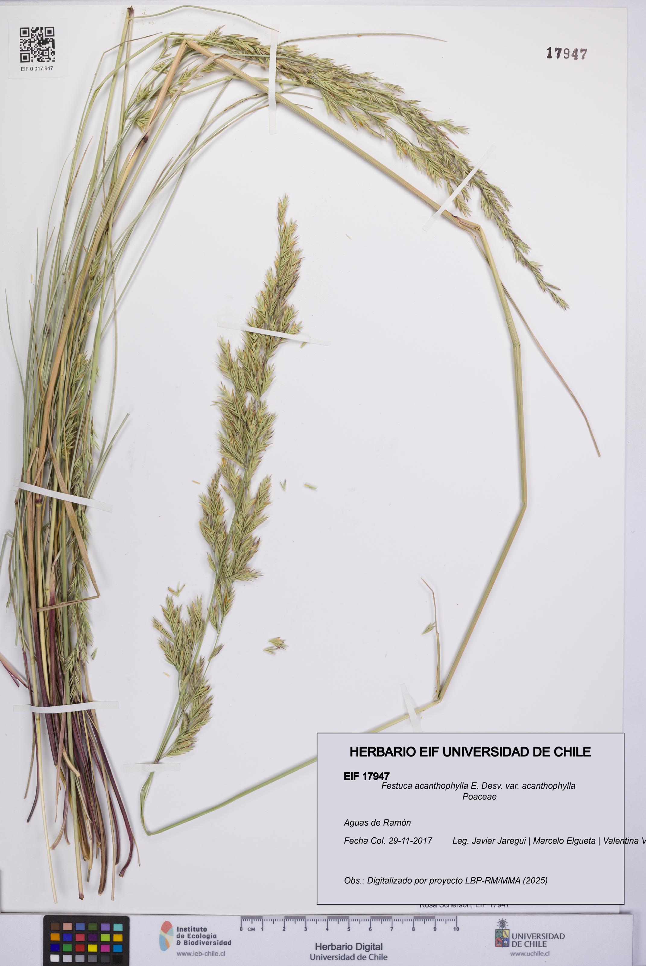 Festuca acanthophylla [Espécimen: UCH:EIF:0017947]