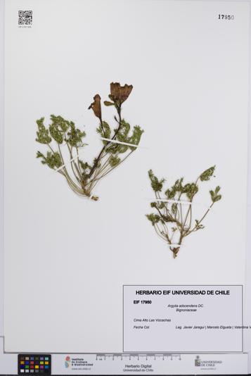 Argylia adscendens [Espécimen: UCH:EIF:0017950]