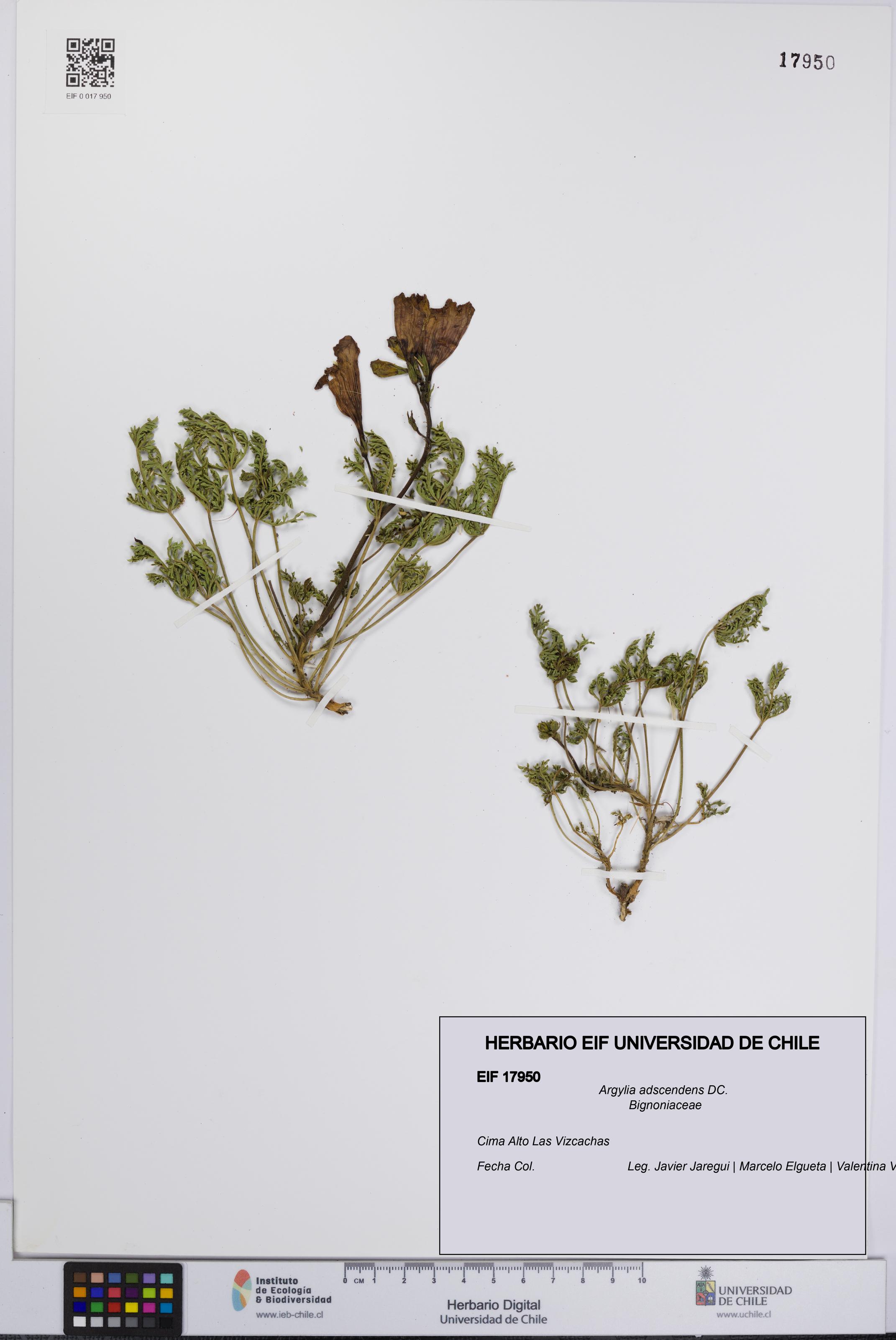 Argylia adscendens [Espécimen: UCH:EIF:0017950]