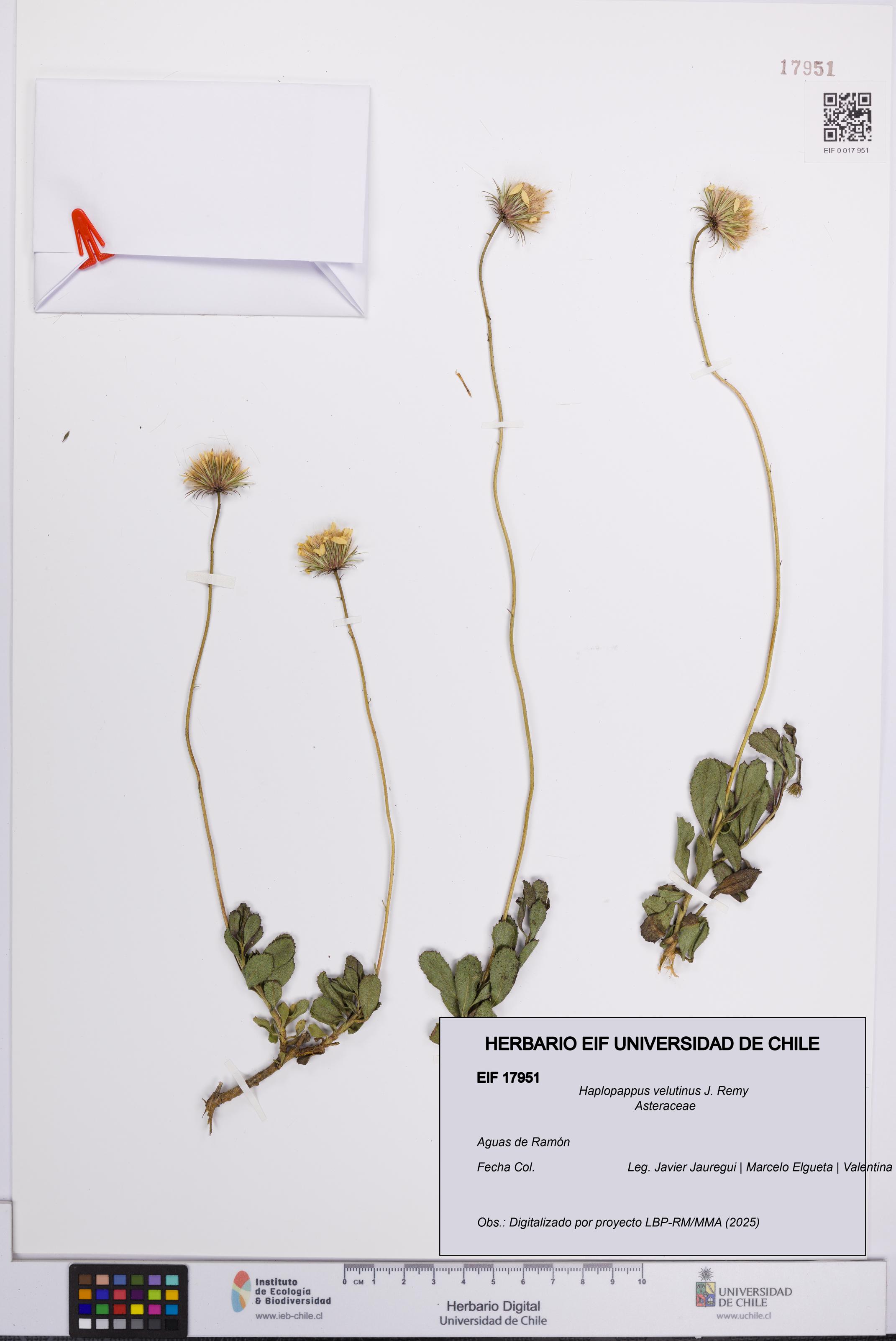 Haplopappus velutinus [Espécimen: UCH:EIF:0017951]