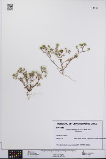 Triptilion capillatum [Espécimen: UCH:EIF:0017952]