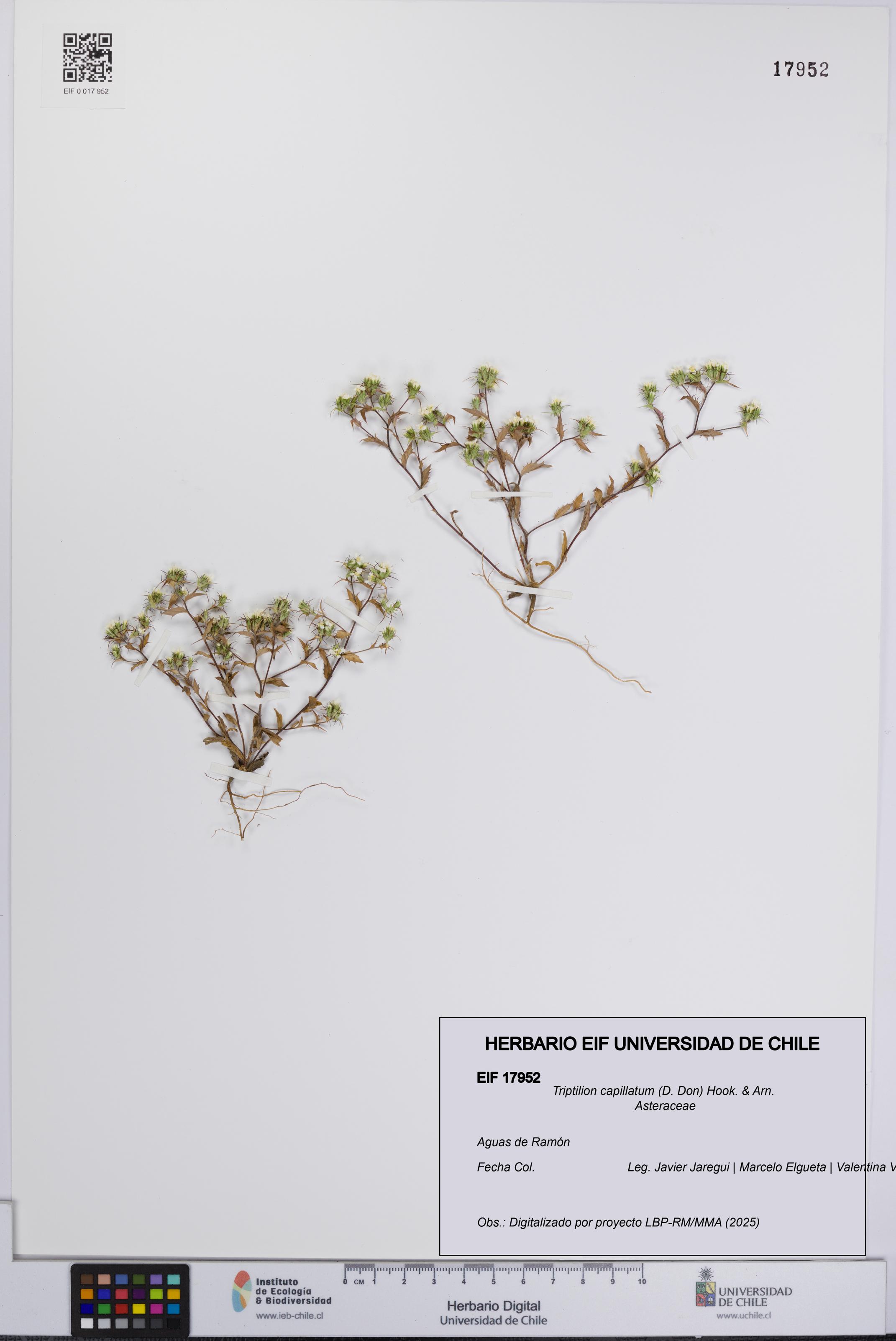 Triptilion capillatum [Espécimen: UCH:EIF:0017952]