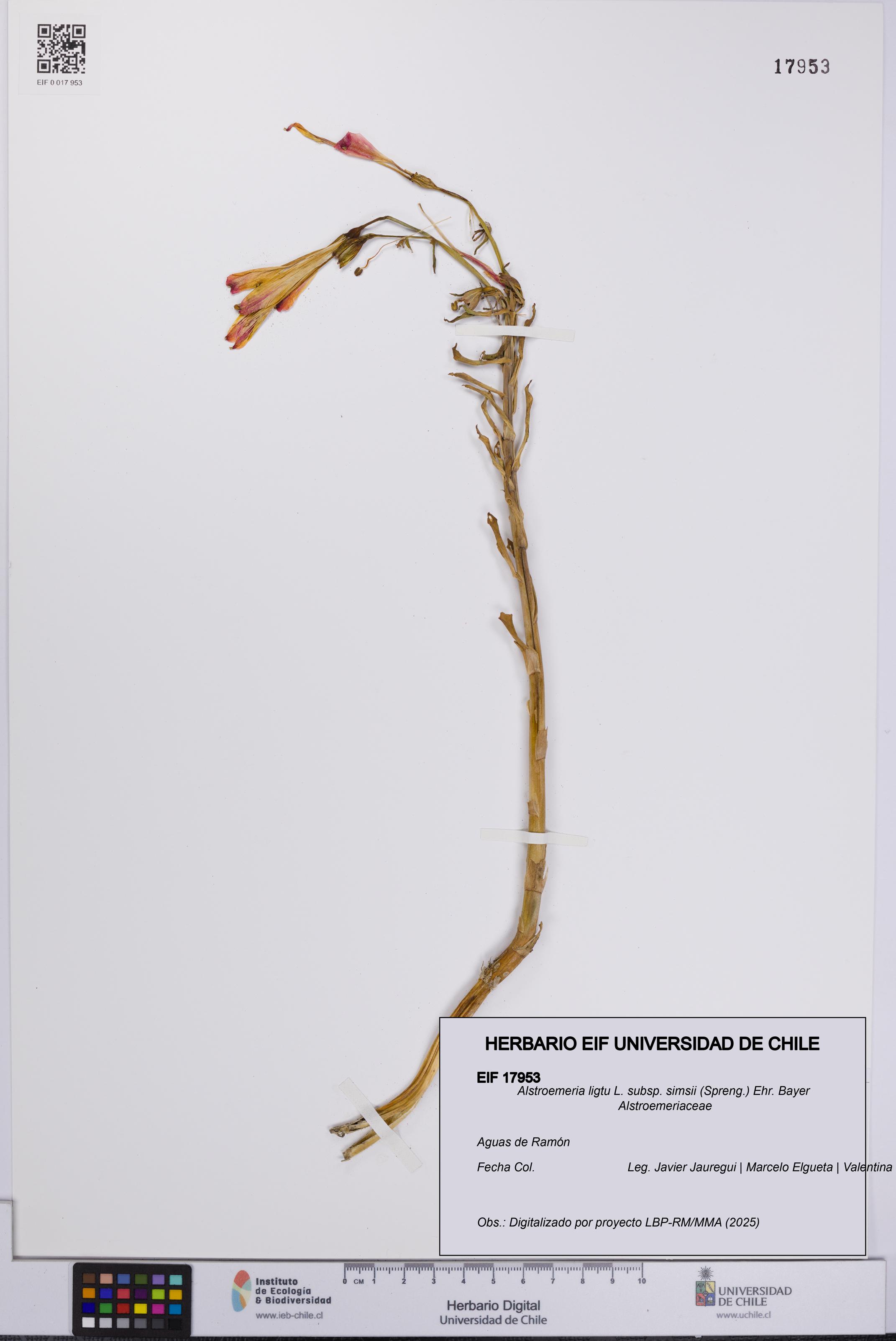 Alstroemeria ligtu subsp. simsii [Espécimen: UCH:EIF:0017953]