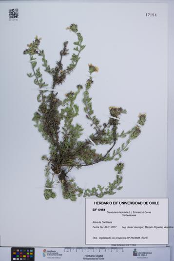 Glandularia laciniata [Espécimen: UCH:EIF:0017954]