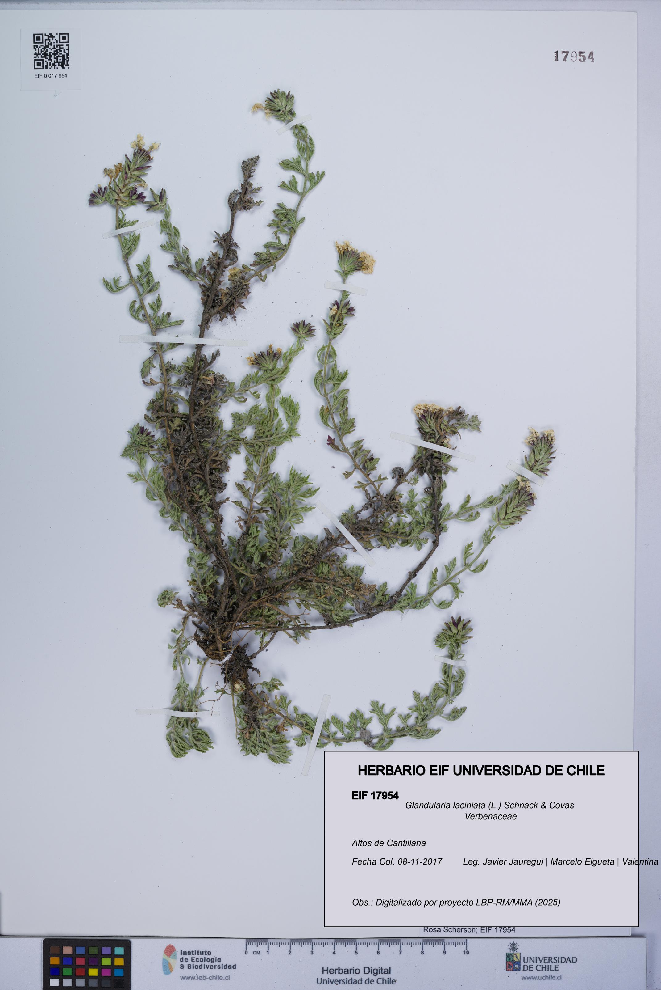 Glandularia laciniata [Espécimen: UCH:EIF:0017954]