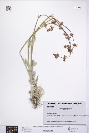 Stachys albicaulis [Espécimen: UCH:EIF:0017955]