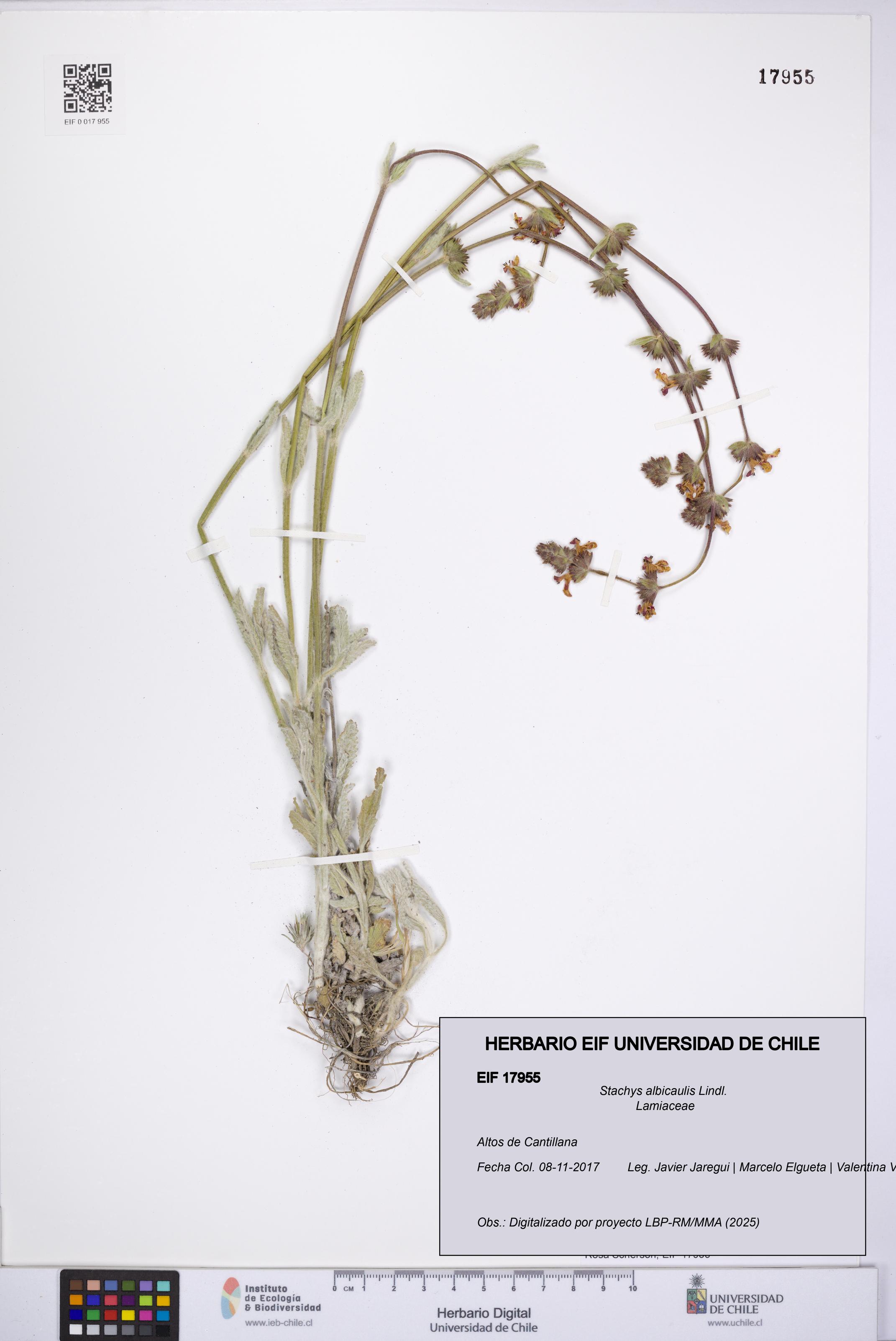 Stachys albicaulis [Espécimen: UCH:EIF:0017955]