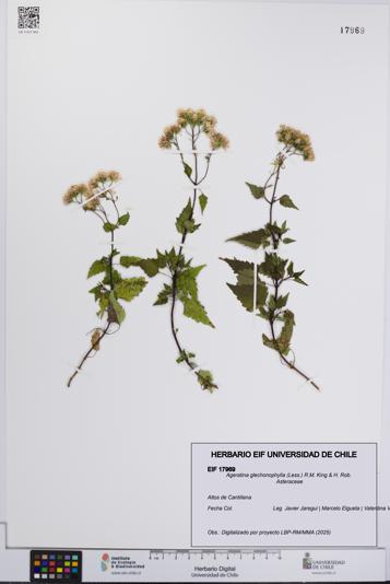 Ageratina glechonophylla [Espécimen: UCH:EIF:0017969]