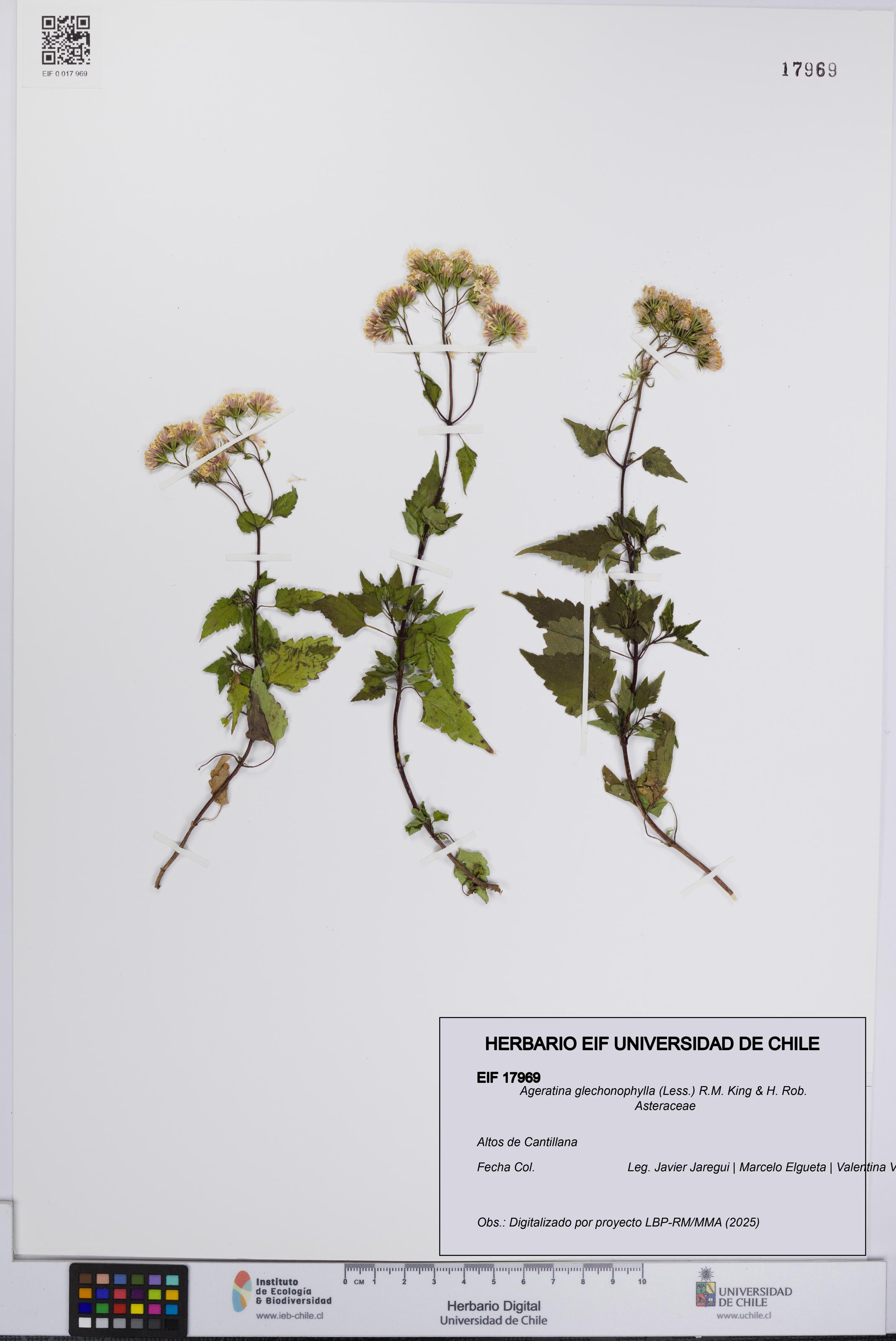 Ageratina glechonophylla [Espécimen: UCH:EIF:0017969]