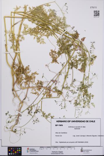 Anthriscus caucalis [Espécimen: UCH:EIF:0017970]