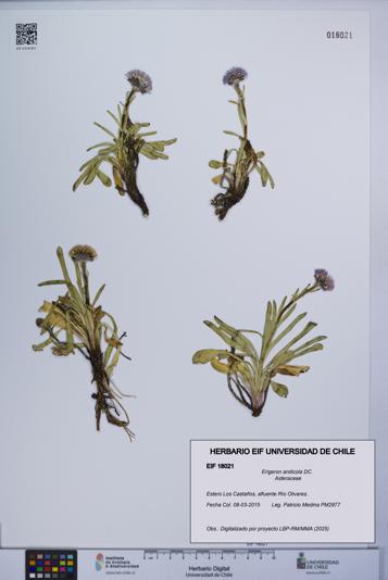 Erigeron andicola [Espécimen: UCH:EIF:0018021]