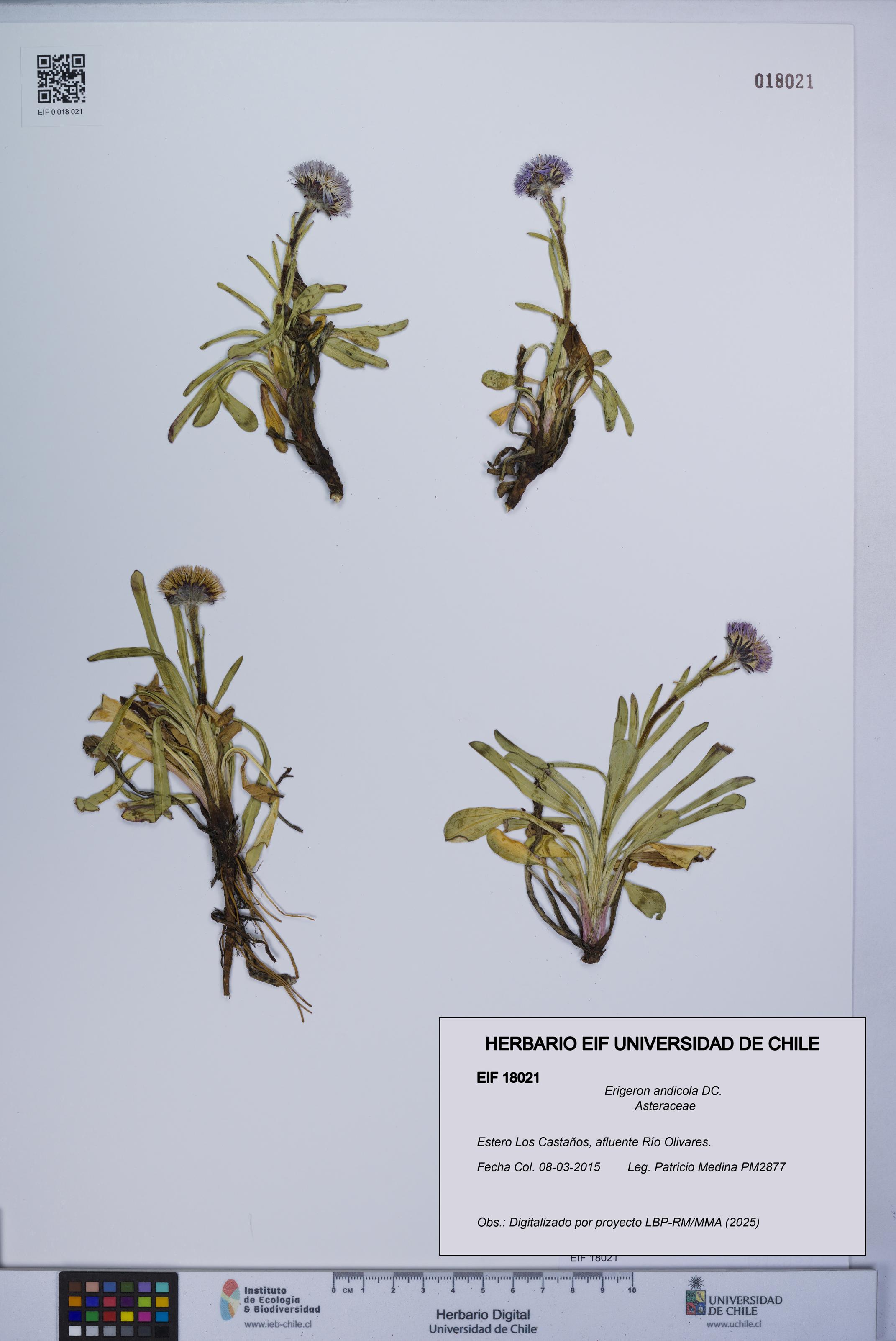 Erigeron andicola [Espécimen: UCH:EIF:0018021]