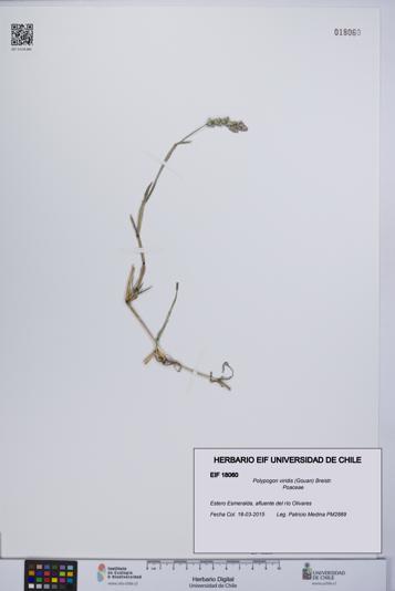 Polypogon viridis [Espécimen: UCH:EIF:0018060]