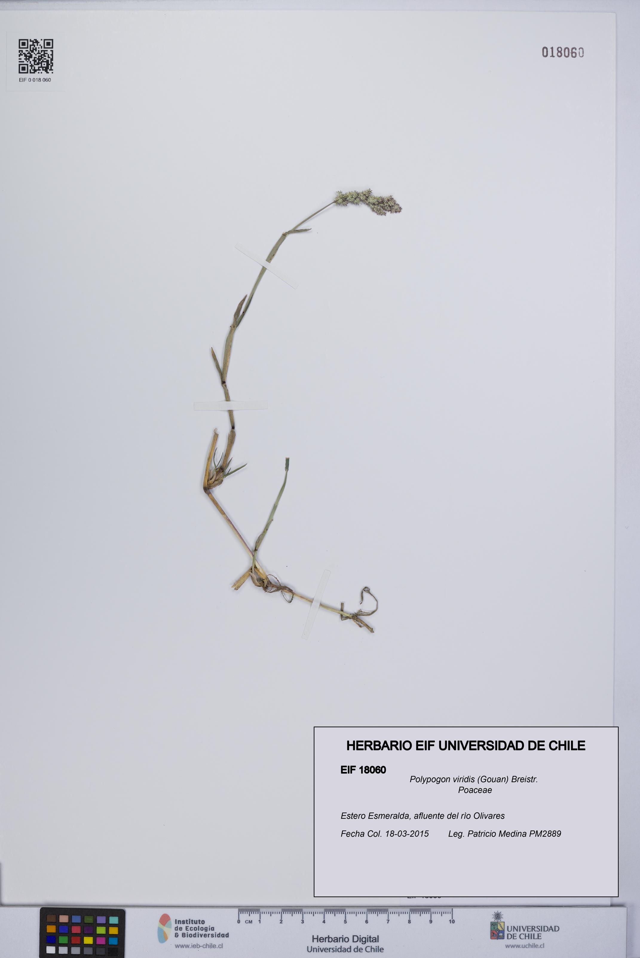 Polypogon viridis [Espécimen: UCH:EIF:0018060]