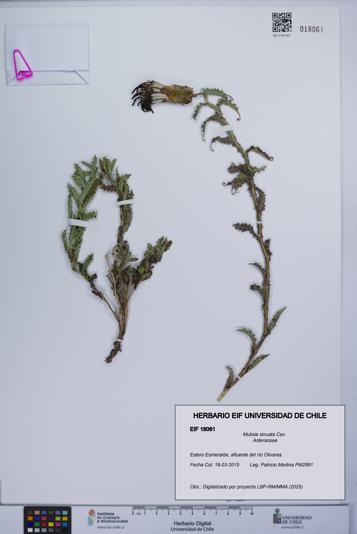 Mutisia sinuata [Espécimen: UCH:EIF:0018061]