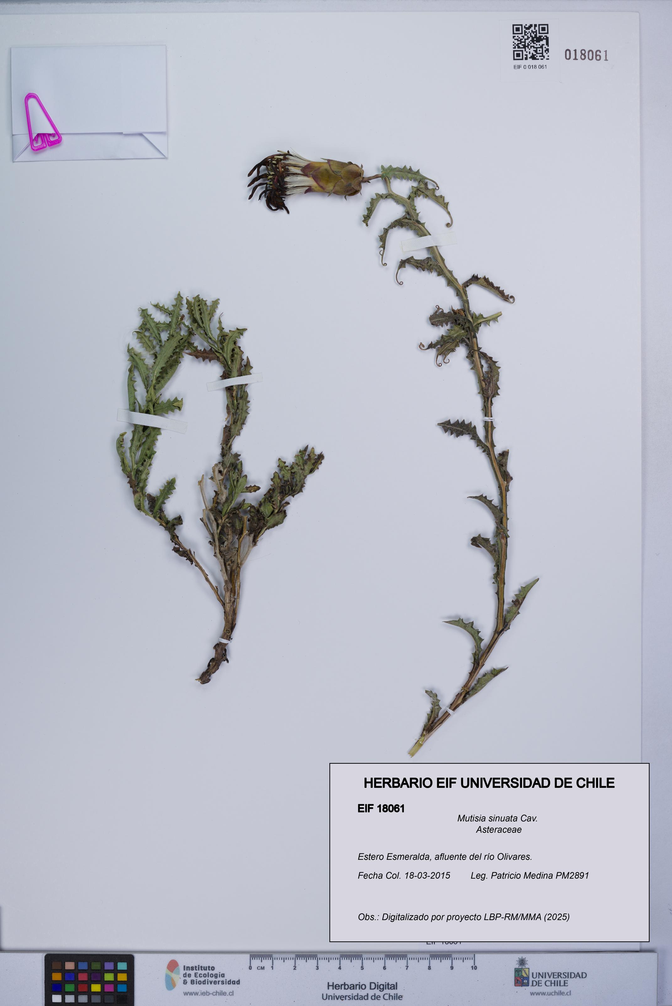 Mutisia sinuata [Espécimen: UCH:EIF:0018061]