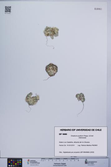 Oriastrum pusillum [Espécimen: UCH:EIF:0018063]