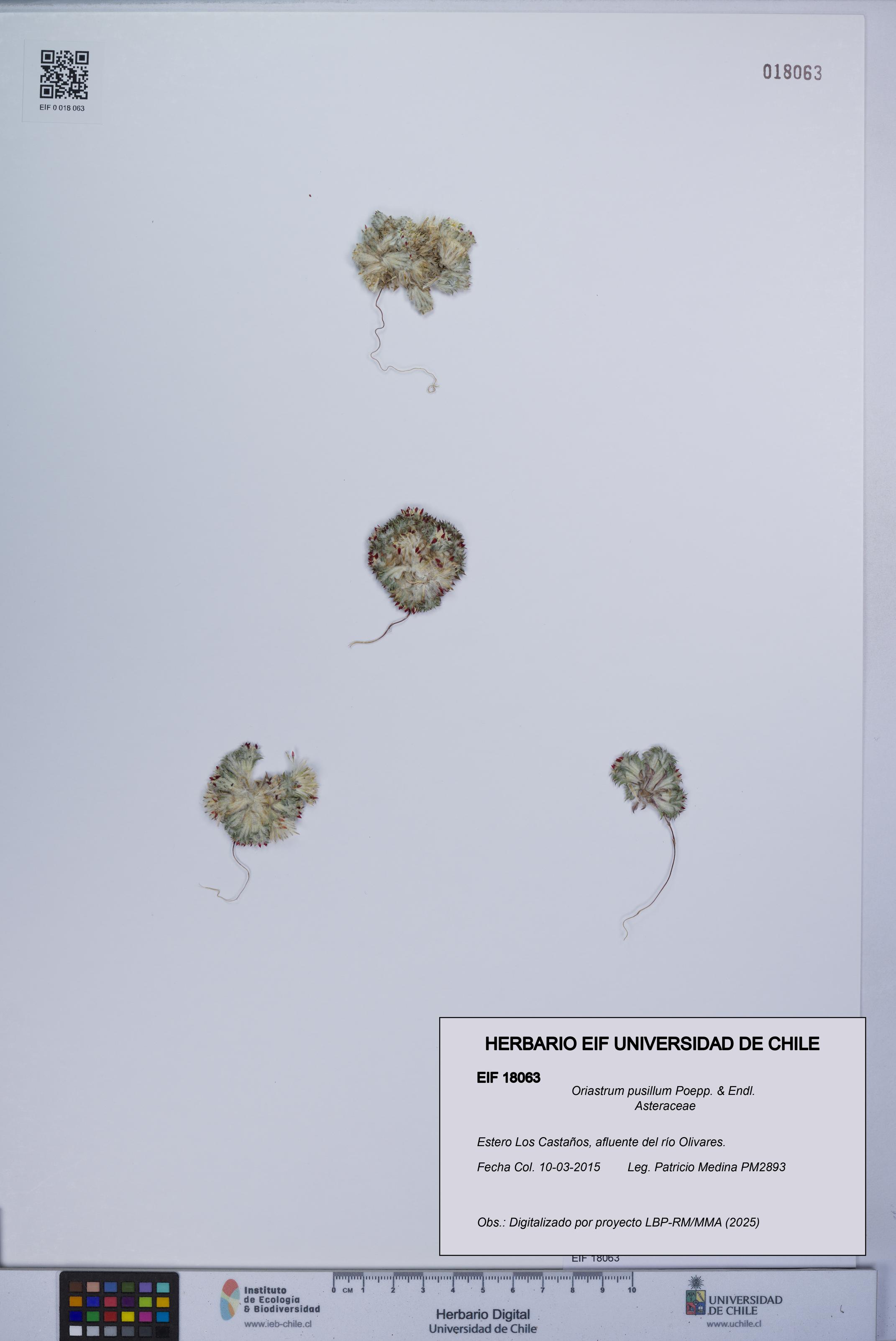 Oriastrum pusillum [Espécimen: UCH:EIF:0018063]