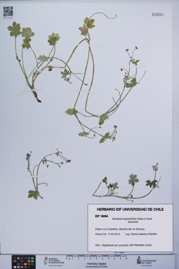 Bowlesia tropaeolifolia [Espécimen: UCH:EIF:0018064]