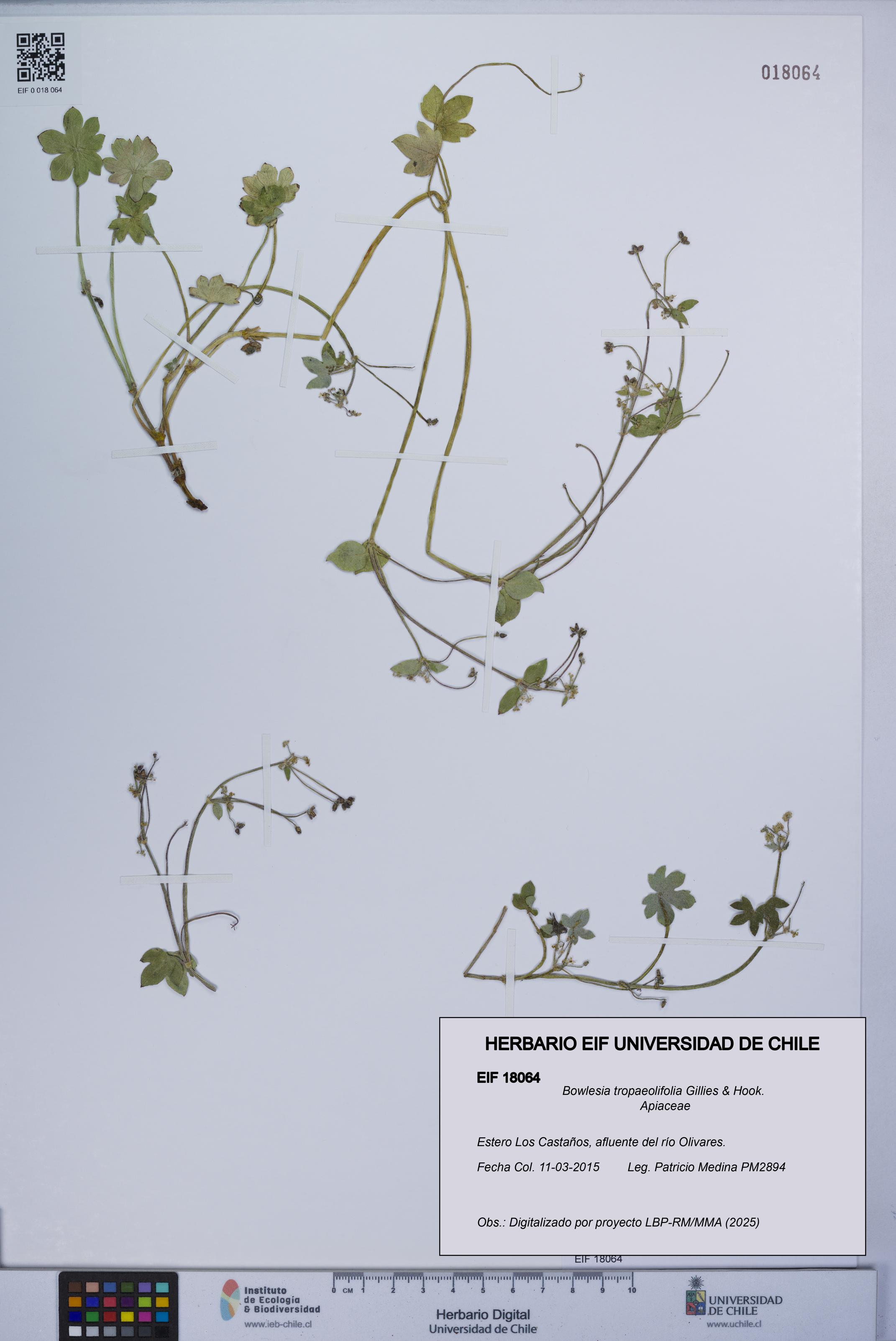 Bowlesia tropaeolifolia [Espécimen: UCH:EIF:0018064]