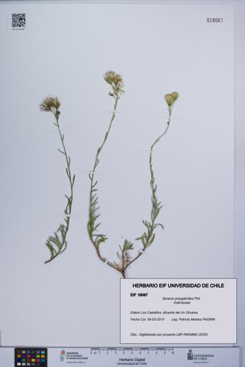 Senecio polygaloides [Espécimen: UCH:EIF:0018067]