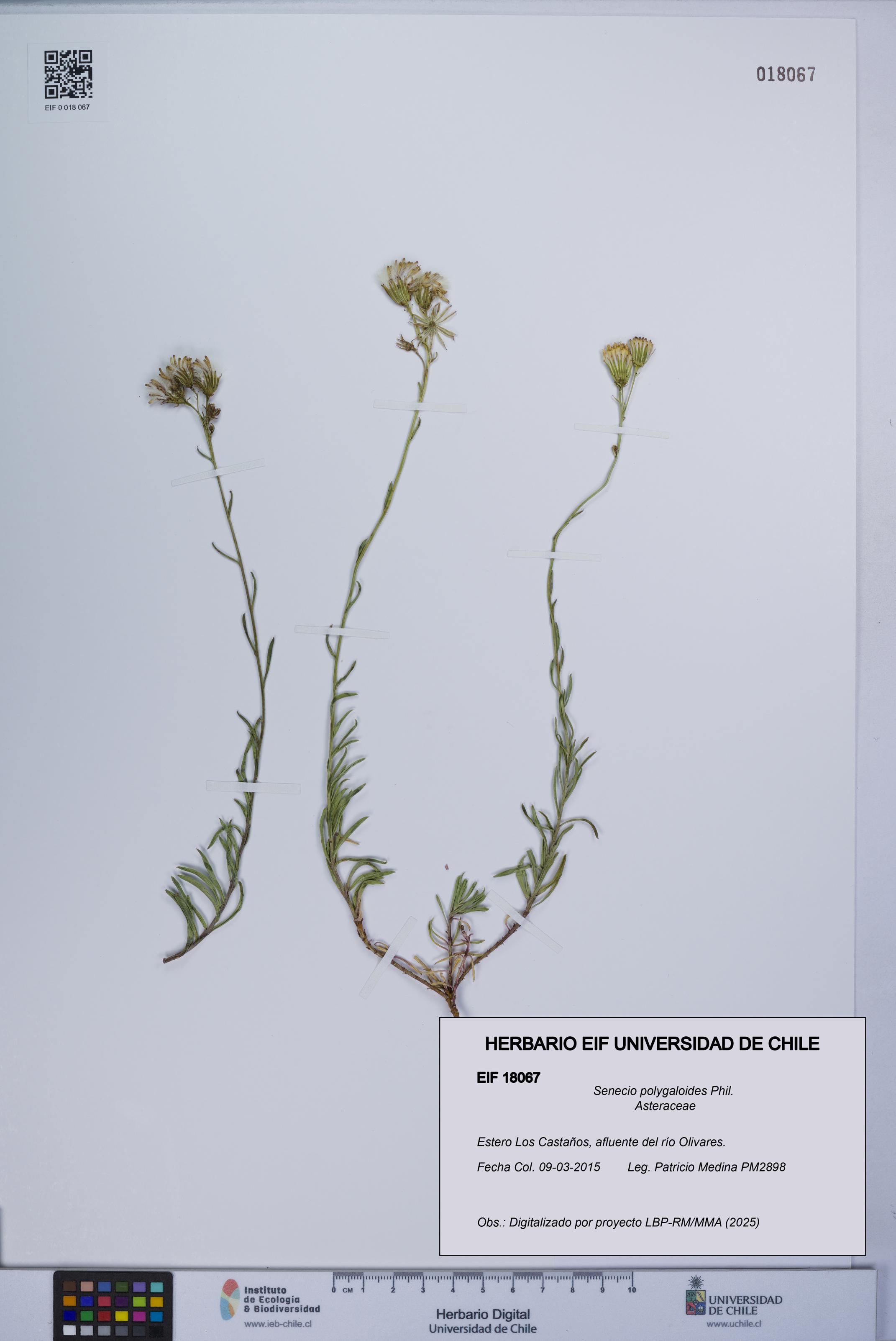Senecio polygaloides [Espécimen: UCH:EIF:0018067]