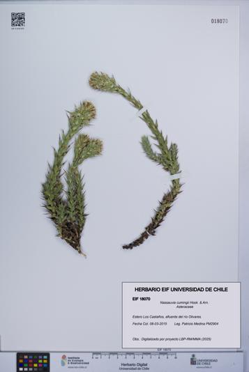 Nassauvia cumingii [Espécimen: UCH:EIF:0018070]