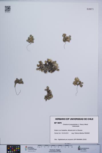 Oriastrum lycopodioides [Espécimen: UCH:EIF:0018073]